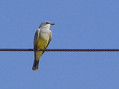 vogel