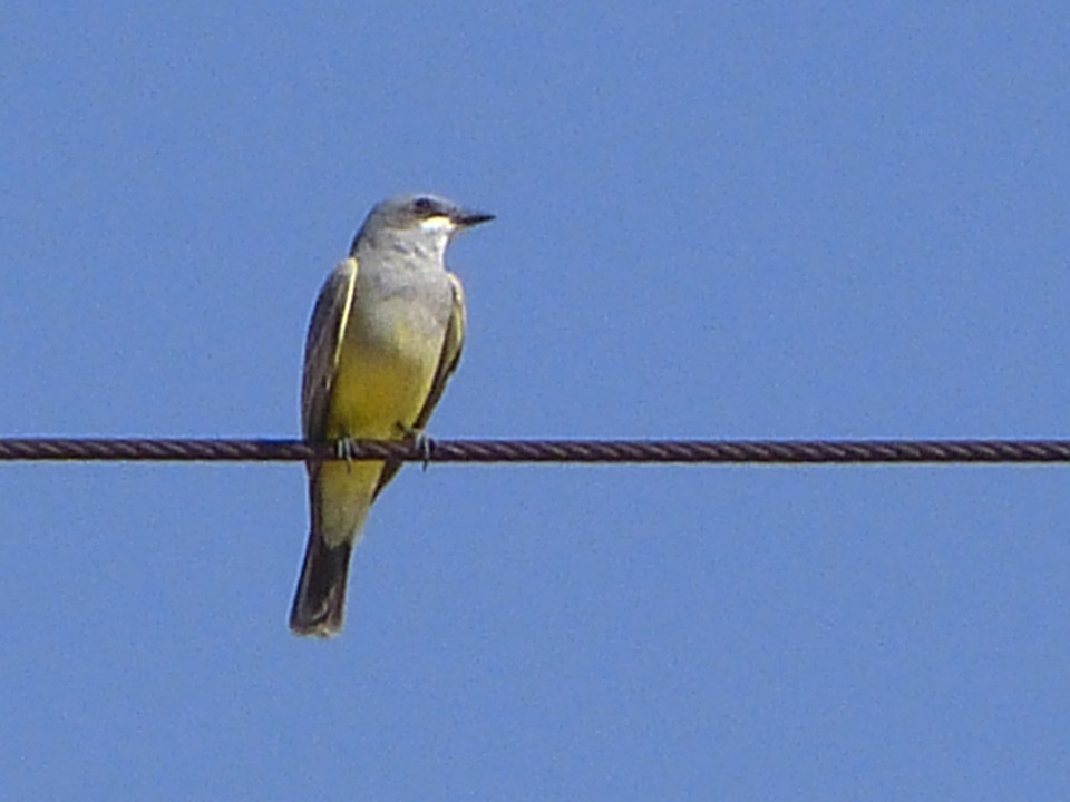 vogel