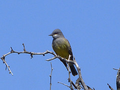 vogel