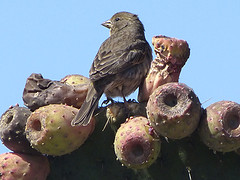 el charco