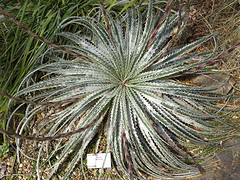 vetplant