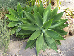 vetplant