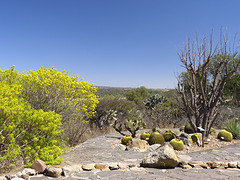 el charco