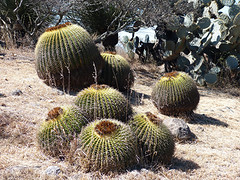 bolcactussen