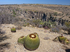 Gorge en bolcactussen