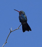 kolibrie