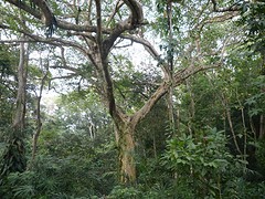 regenwoud botanische tuin