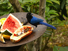 tropishe vogel op de fruitschaal