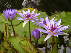 waterlelies