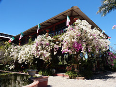 Bougainvilles botanische tuin restaurant