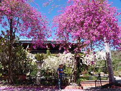 Bougainvilles botanische tuin restaurant