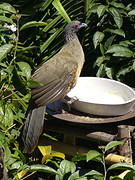 tropishe vogel op de fruitschaal