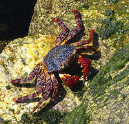 krab