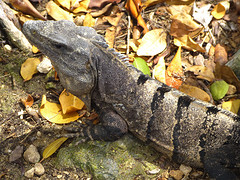 Leguaan