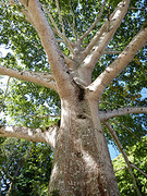 tropische boom