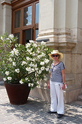 oleanders