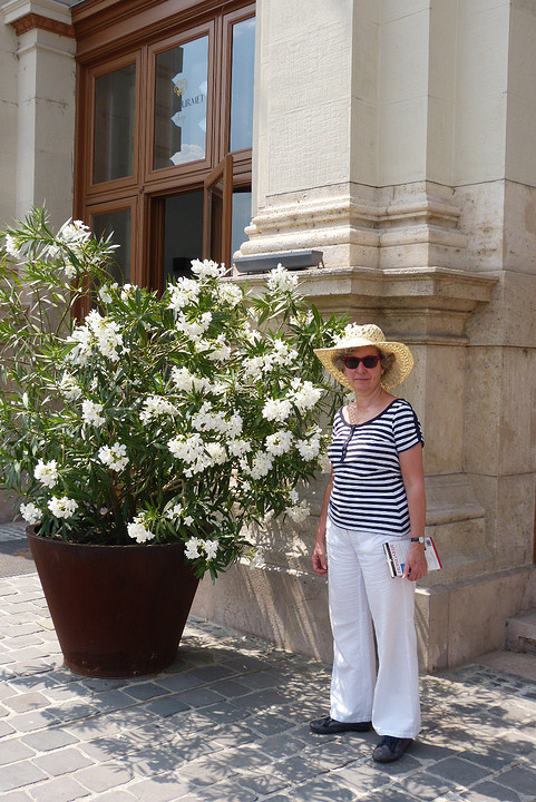 oleanders