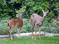 Herten in de tuin van Michael