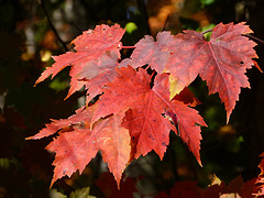 the marple leaf rood verkleurd
