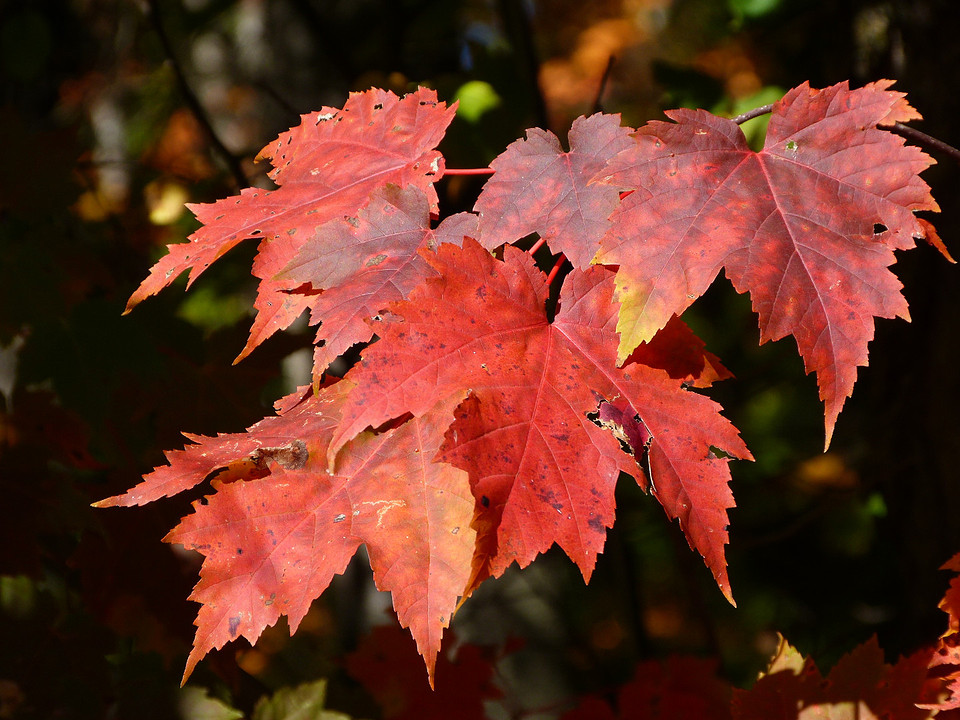 the marple leaf rood verkleurd