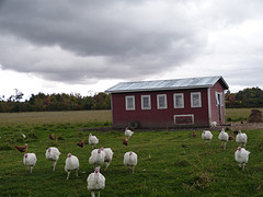 scharrelkalkoenen