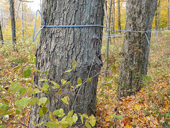 sapwinning van de maple bomen