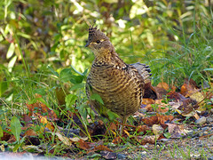 vogel