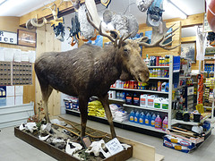Moose in de jachtwinkel
