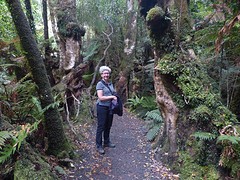 Regenwoud bij Mc Leanfalls Catlins np