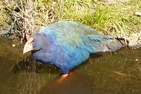 Takahe (zeldzaam)