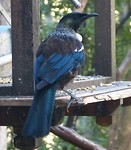 Tui