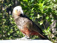 kaka