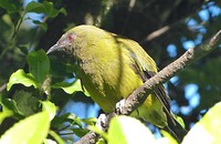 bellbird