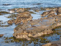 Shagbeach