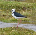 oystercatcher