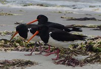oystercatchers