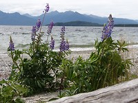 Manapouri
