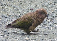 Kea