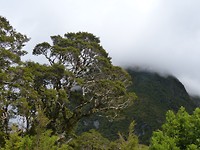 Milford regenwoud