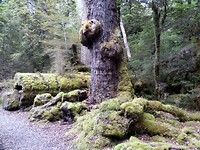regenwoud