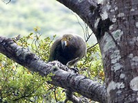 Kea
