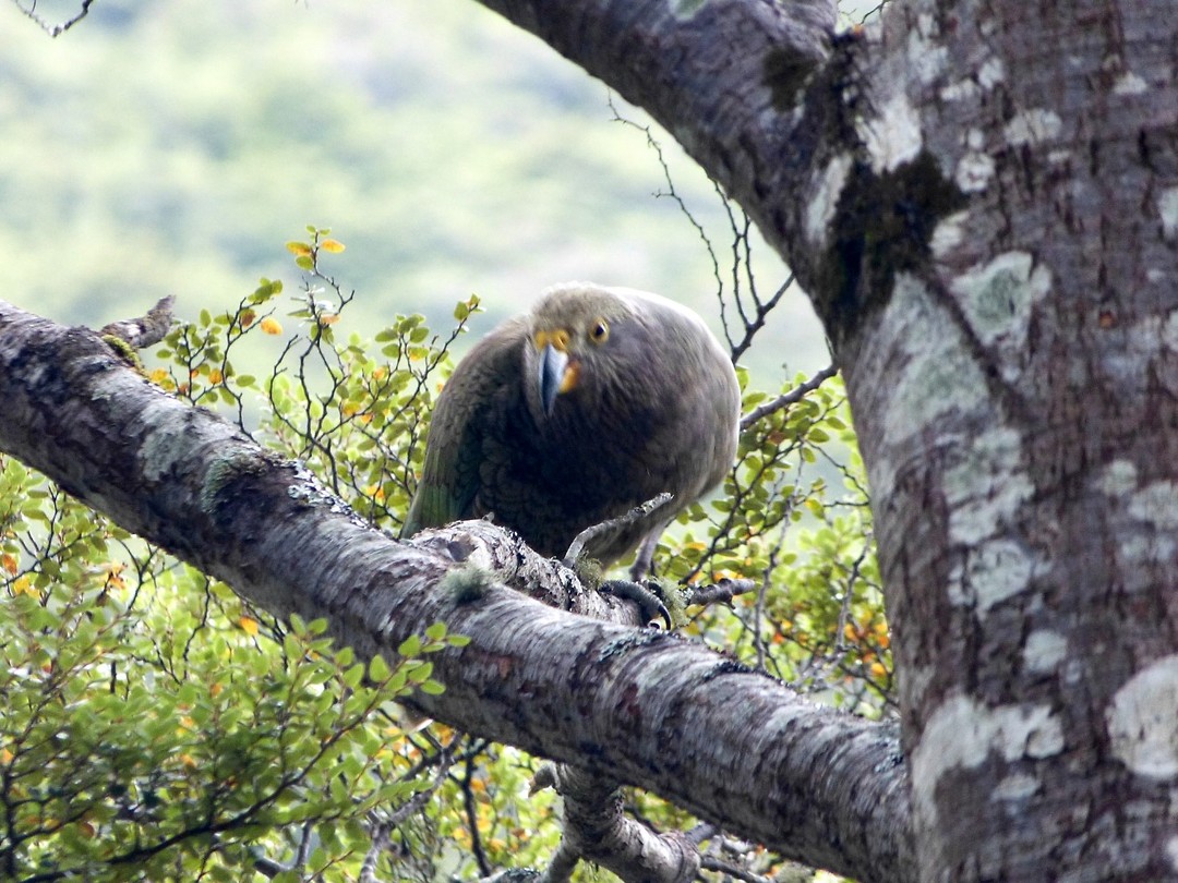 Kea