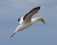 Jan van Gent (Gannet)