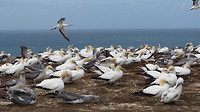 Jan van Genten (Gannets)