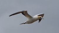 Jan van Gent (Gannet)