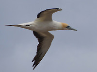 Jan van Gent (Gannet)