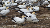 Jan van Genten (Gannets)