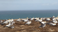 Jan van Genten (Gannets)
