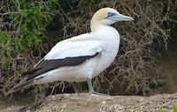 Jan van Gent (Gannet)
