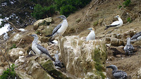 Jan van Genten (Gannets)